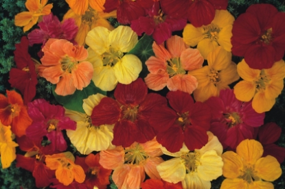 Picture of Nasturtium - Gleam Blended Mixed